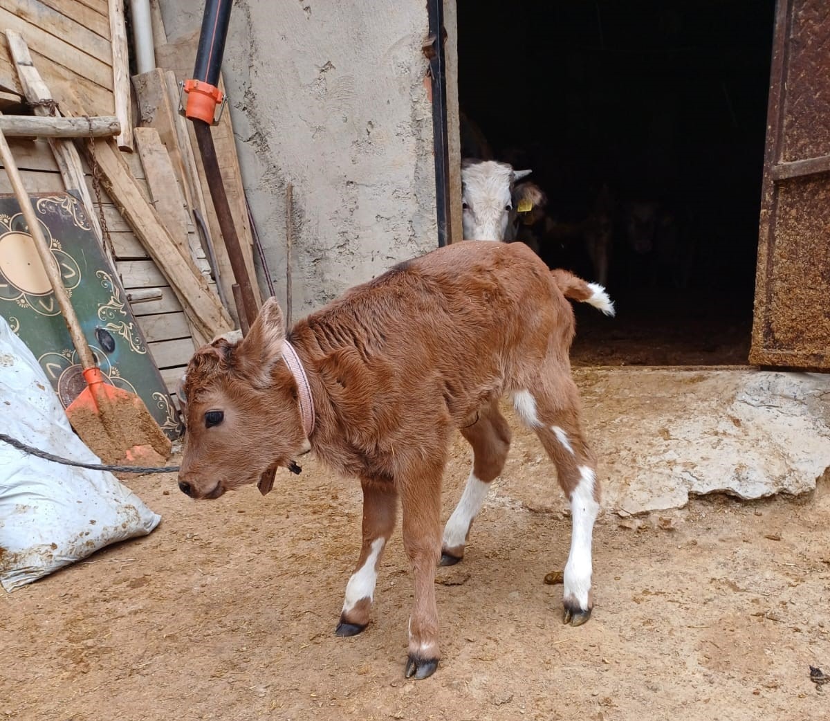 Whatsapp Image 2025 10 31 At 10.07.20 (1)