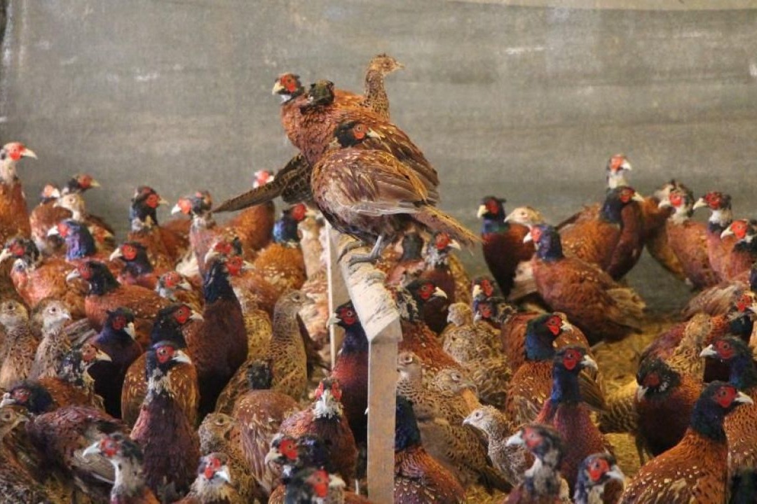 588590811 17991415856896849 7011515549082235598 N