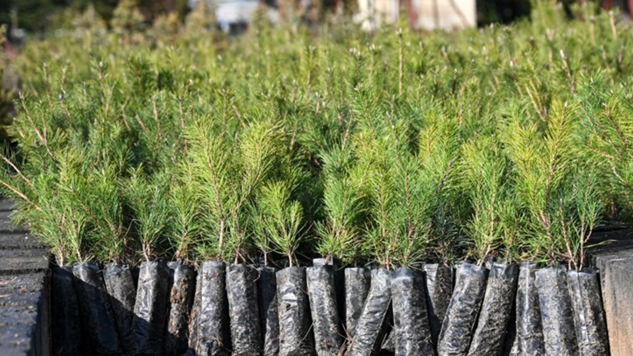 Milli Ağaçlandırma Günü’nde hedef 15 milyon fidanın sahiplenilmesi