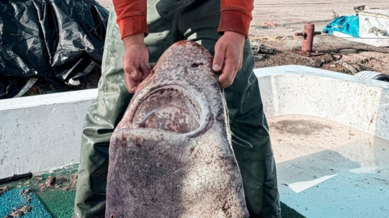 Yalova’da bir balıkçı 4 metrelik köpek balığı yakaladı