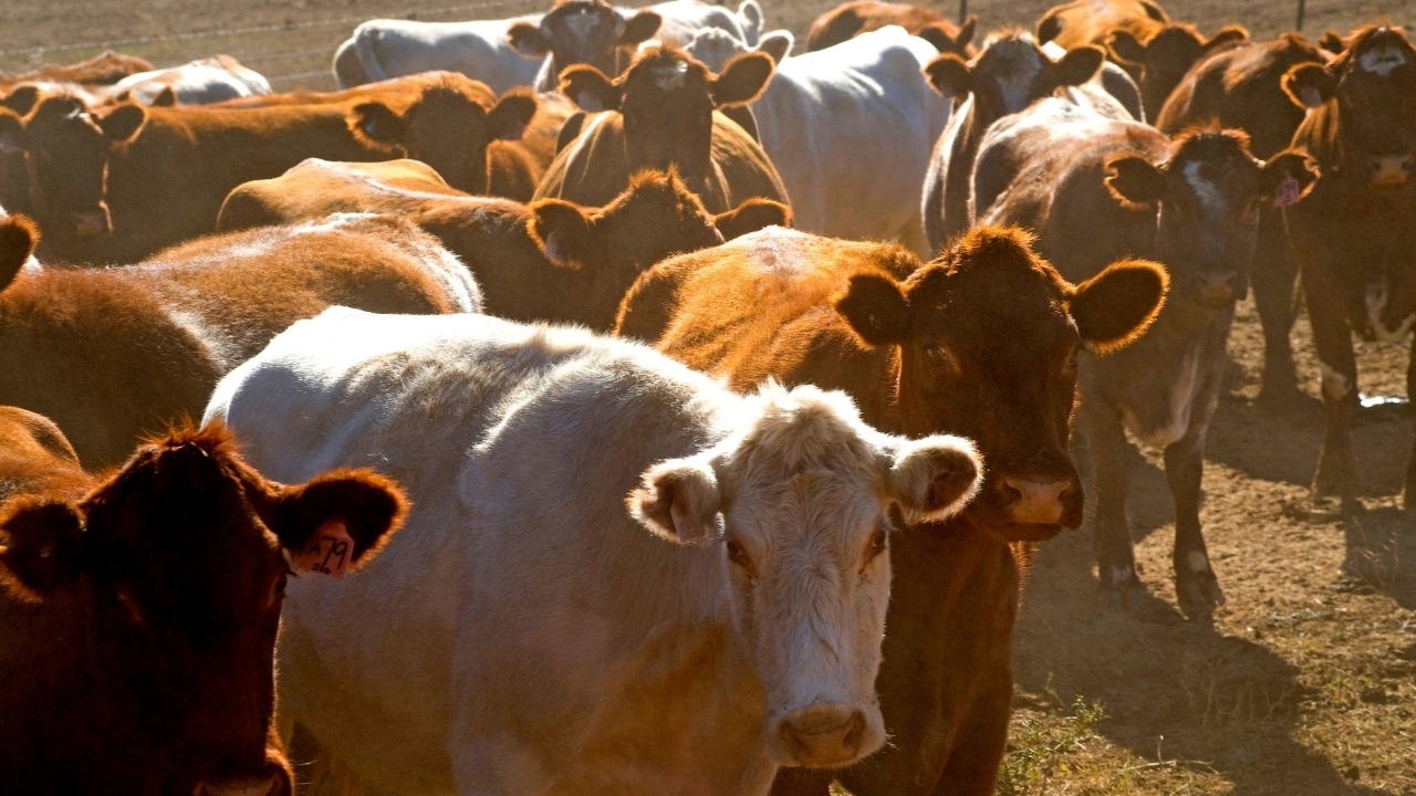Yerli sığır sayısı yüzde 85 azaldı Hayvancılık ithalata bağımlı oldu