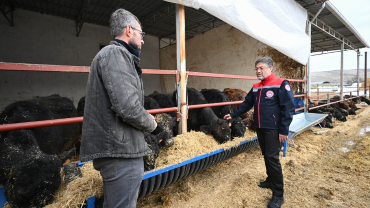Kırmızı et üretimini artıracak proje sonuç vermeye başladı