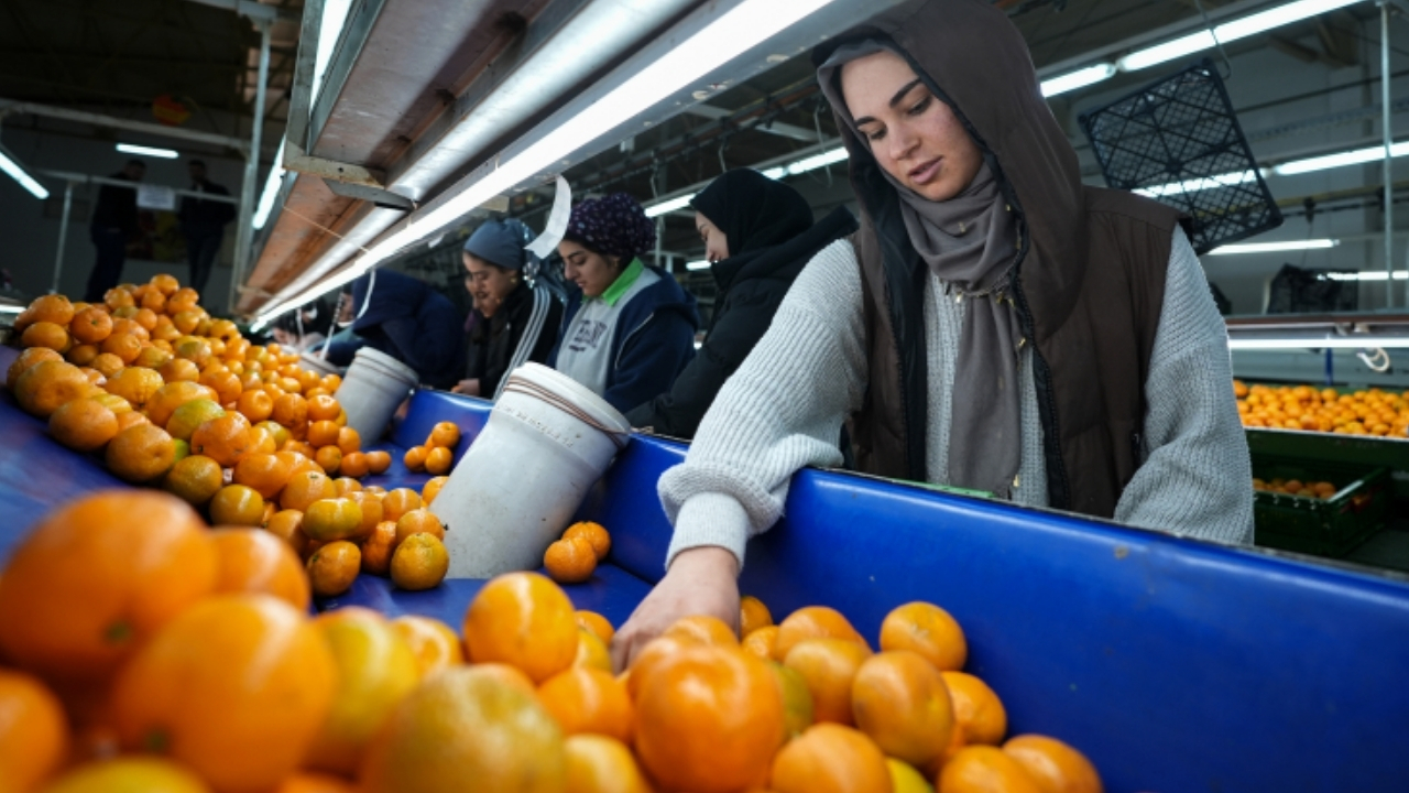 Mandalinada tüm zamanların ihracat rekoru kırıldı