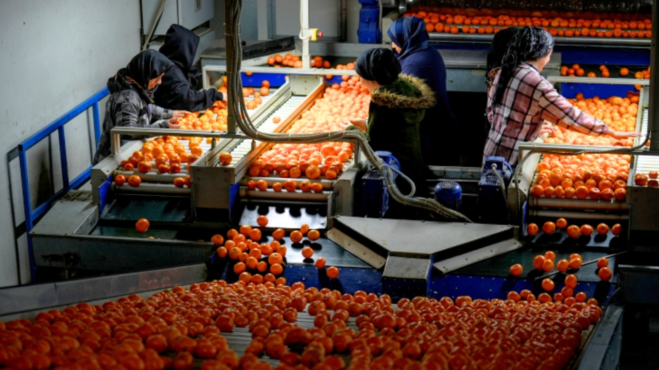 Mandalinada tüm zamanların ihracat rekoru kırıldı
