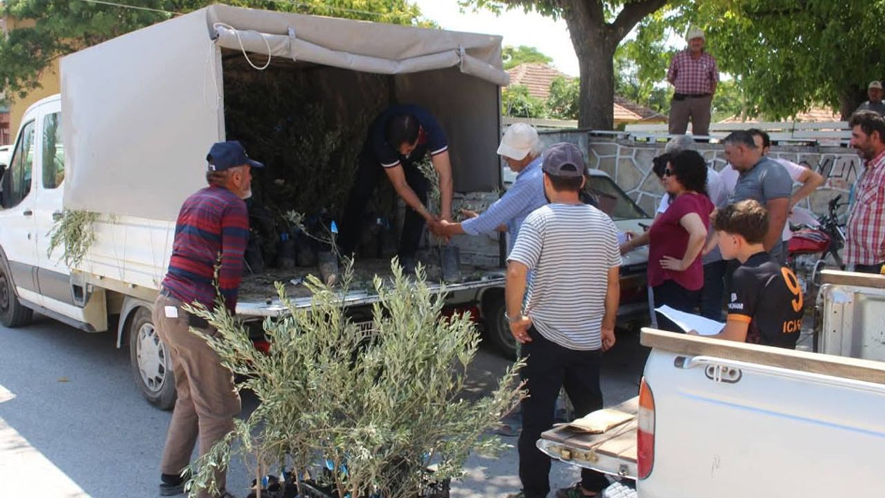Antalya Büyükşehir Belediyesi'nden 19 ilçeye 40 bin zeytin fidanı desteği