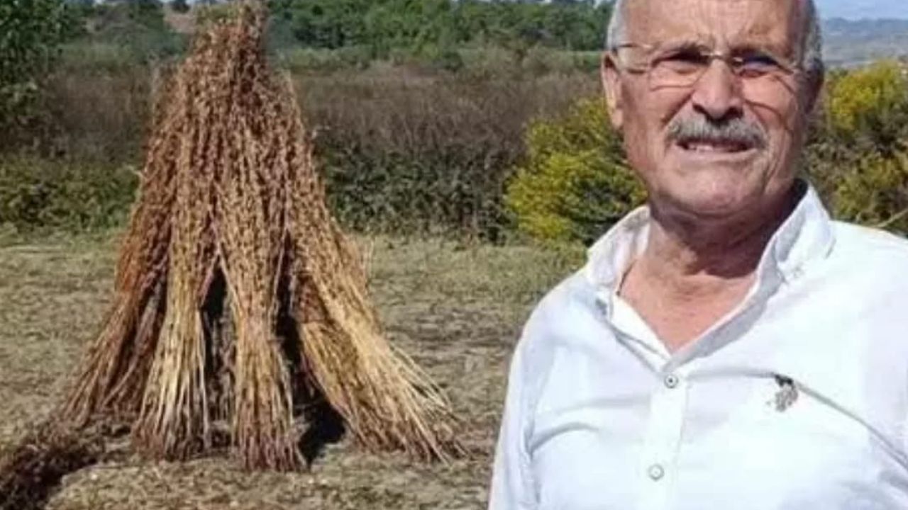 Manavgat’ta tarladan 100 kilo susam çalındı
