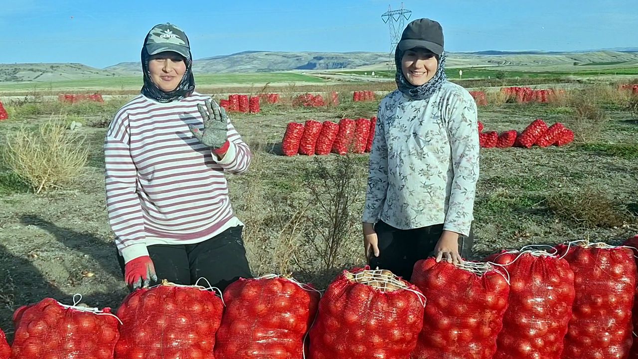 Beypazarı’nda soğan üreticisi tarlada 5 TL ile geçim derdinde