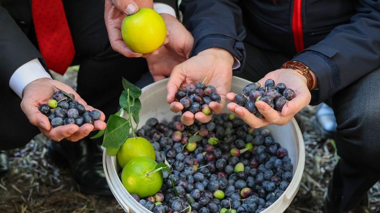 Artvin'de lezzet ödüllü "Butko zeytini" hasadı başladı
