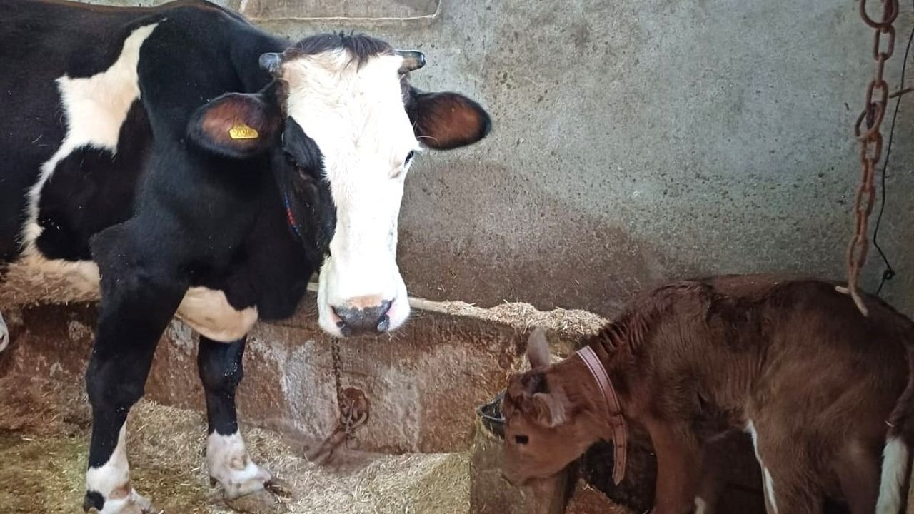 Aksaray Üniversitesi’nden genetik devrim: Süt alerjenini taşımayan buzağılar doğdu