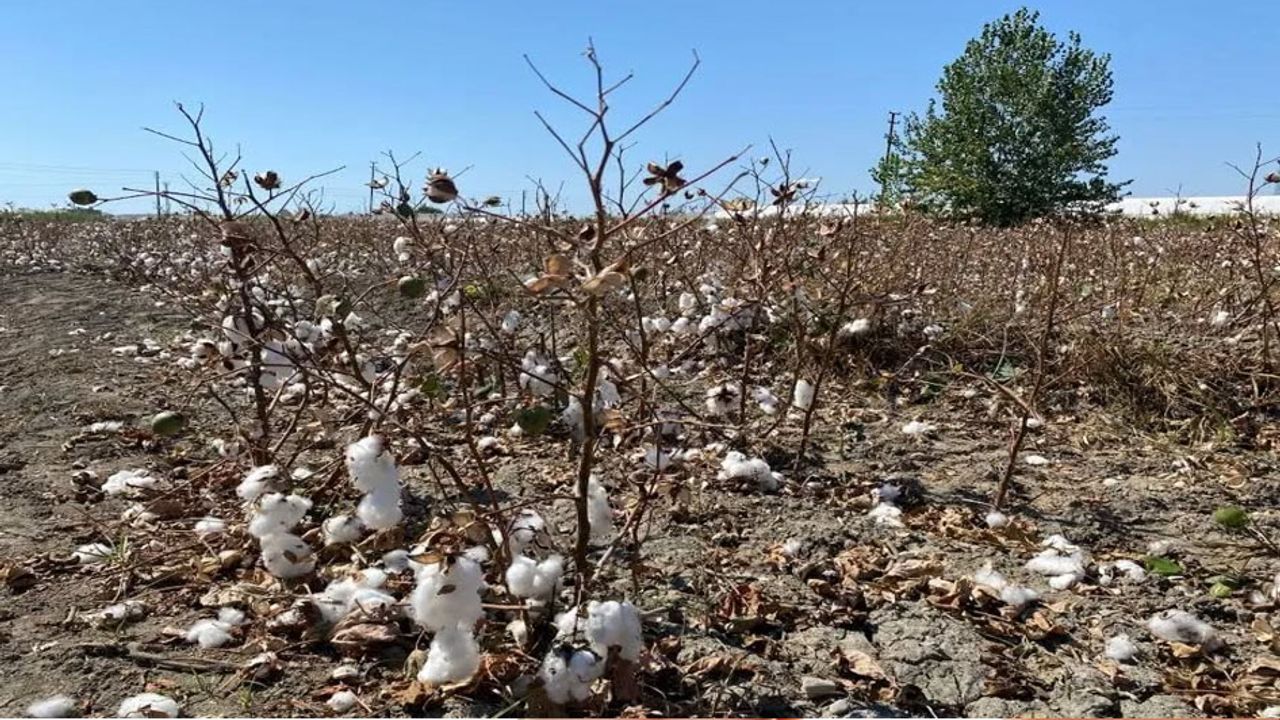 Antalya’da pamuk tarlalarında büyük kayıp