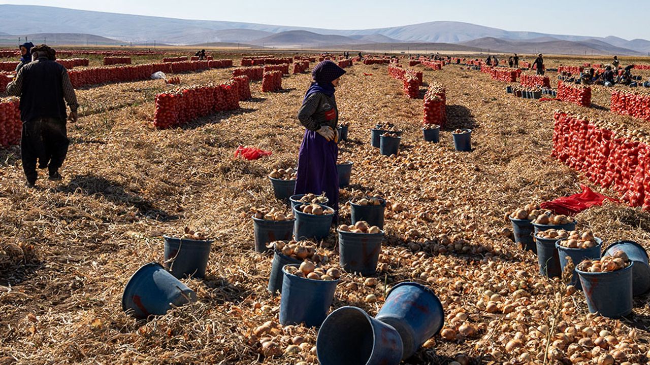 Karatay’da soğan hasadı başladı