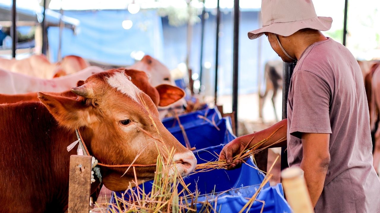 Yerli sığır sayısı yüzde 85 azaldı: Hayvancılık ithalata bağımlı oldu