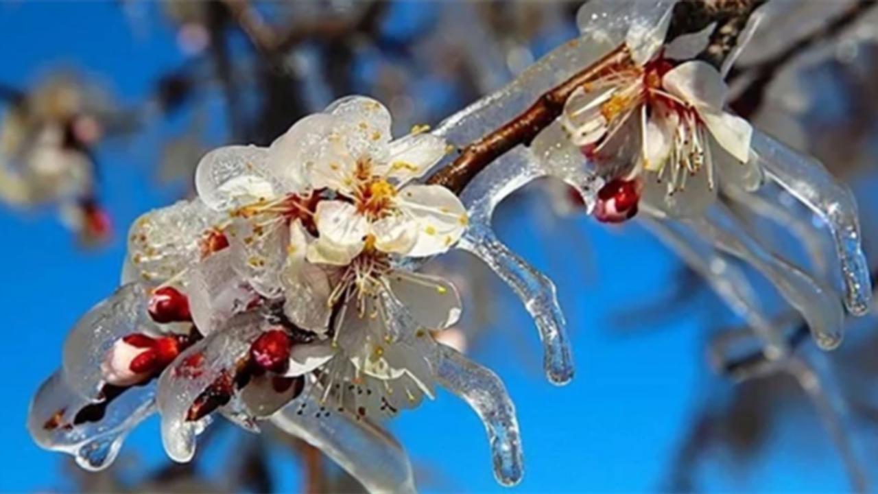 Zirai Don'dan Etkilenen Ürünlere yeni destekleme ödemesi