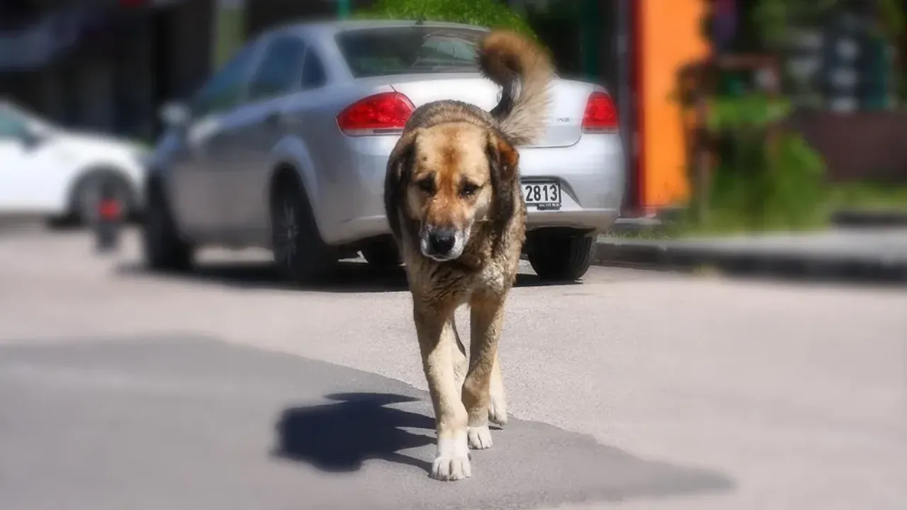 Adana’da başıboş sokak köpekleri toplanıyor...