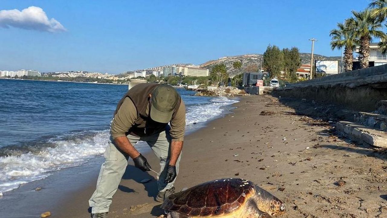 Kuşadası'nda 3 deniz kaplumbağası ölü bulundu