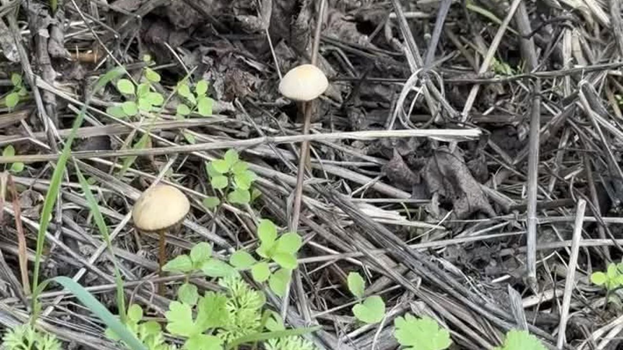 Yenilebilir sanılan her 3 mantardan 1’i hastanelik edebilir