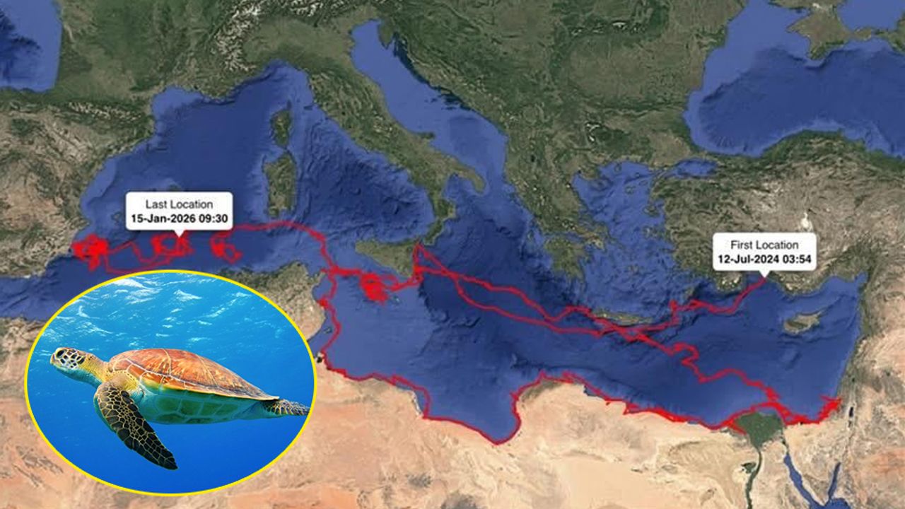 Antalya’dan takibe alınan Caretta “Gümüş”, 24 bin kilometre yol katetti