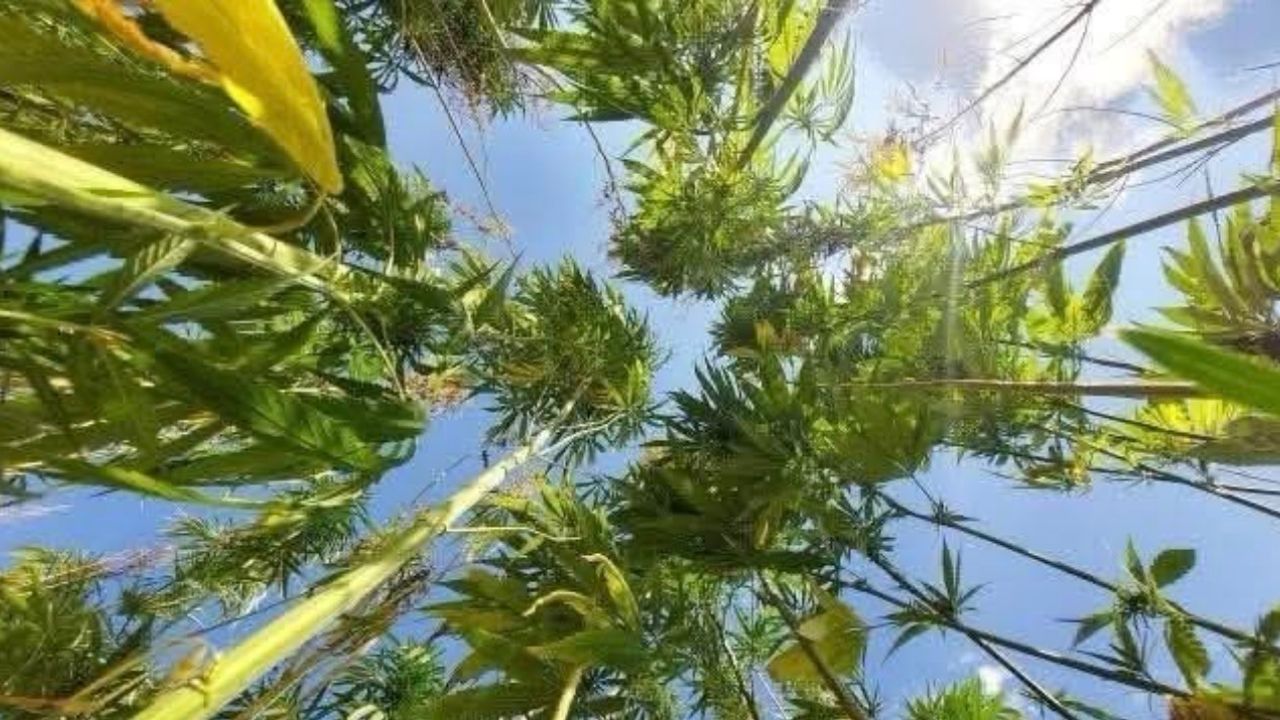 Antalya Isparta ve Burdur’da kenevir üretimine resmen izin verildi