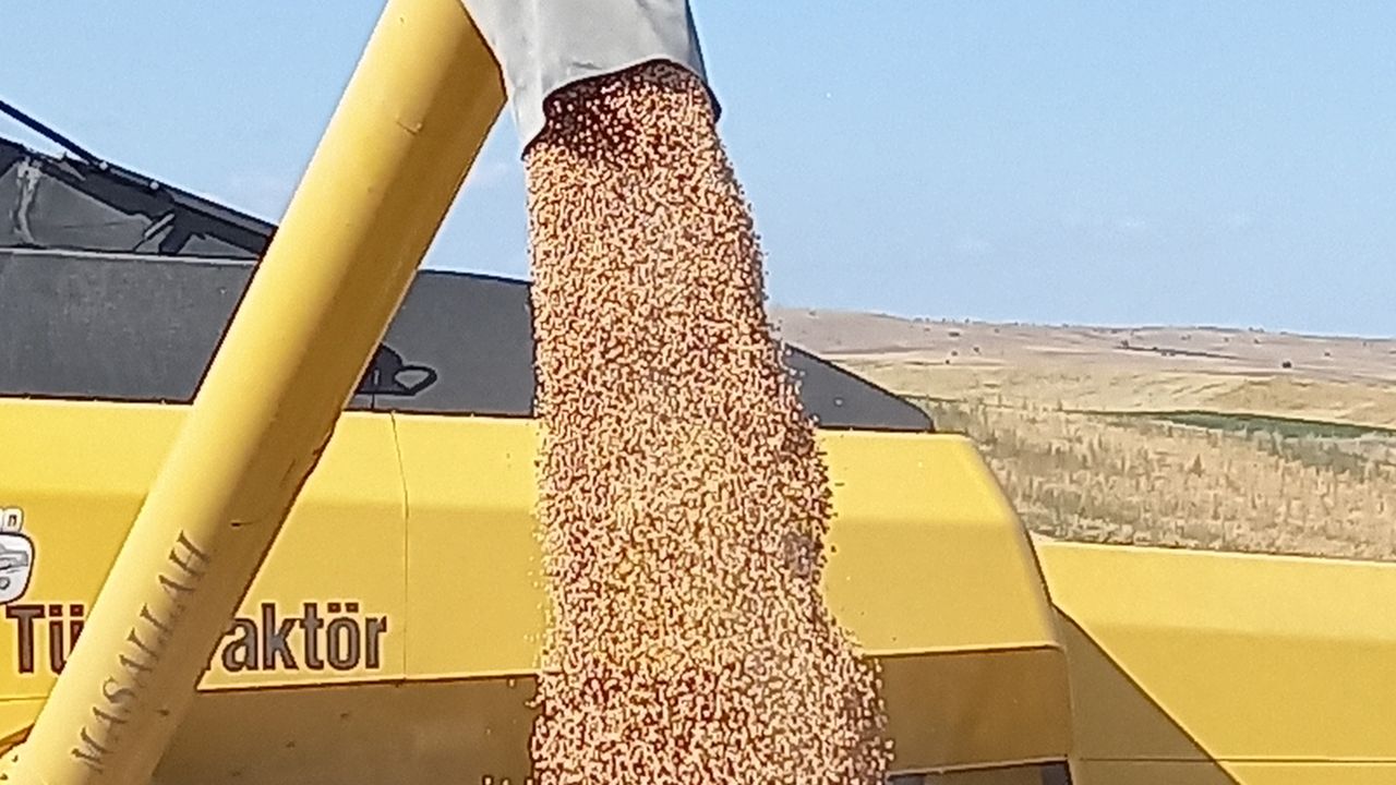 ABB Kırsal Hizmetler Daire başkanlığı % 50 hibeli nohut tohumu