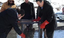 Kars'ta tedavi edilen kara akbaba doğaya salındı