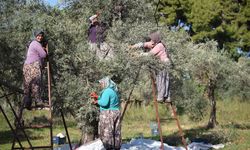 Zeytin ağacı kurak yazda strese girdi, yağ verimi düştü