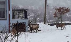 Antalya’da yaban keçileri mahalleye indi