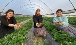 Antalya'da çilek üreticisi arıcılardan şikayet etti: Zarardayız!