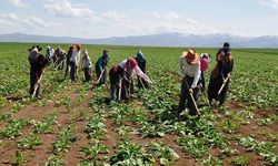 Mevsimlik tarım işçileri için 25 milyon lira kaynak ayrıldı