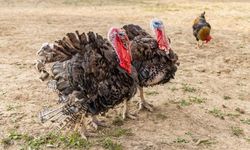 Isparta'da yılbaşı hindileri elde kaldı