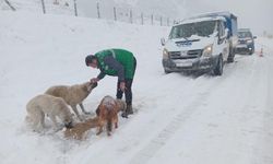 Canik’te sokak hayvanlarına kış desteği