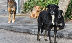 Diyarbakır'da sahipsiz köpek saldırısı: 3 yaralı