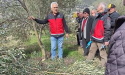 Kaş'ta zeytin budama eğitimi mahalle sakinleriyle paylaşıldı