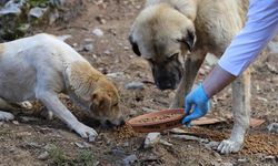 Belediyelere her sahipsiz köpek için 71 bin lira ceza uygulanacak