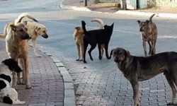 Altındağ’da 6 yaşındaki çocuk ölü bulundu: Şüpheli ölümde köpek izi