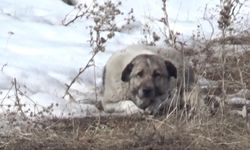 Başıboş köpekler bu kez Hakkari'de can aldı!