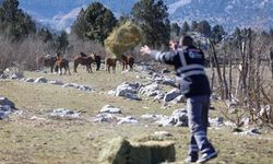 Yılkı atları için seferberlik! Eynif Merası'na yiyecek bırakıldı