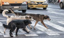 Ankara Mamak’ta sahipsiz köpekler anne ve çocuklarına saldırdı