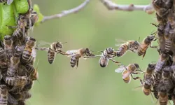 İklim değişikliği arı ölümlerini tetikliyor