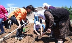 'Kent Kadın Bostanları' projesi Mardin Artuklu’da hayata geçti