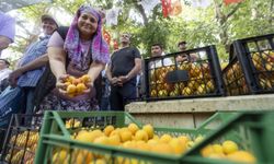Kayısı Festivali'nde büyük coşku