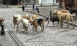 Aksaray ve Muğla'da sahipsiz köpek saldırıları: İki kişi yaralandı