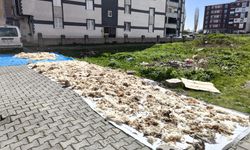Kars’ta yün yıkama geleneği devam ediyor