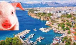 Antalya'da domuz eti skandalı! Tarım ve Orman Bakanlığı ifşa etti