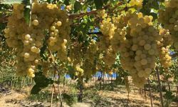 Kaş’ın ilk tescilli ürünü Margaz üzümü oldu