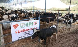 İHH Kurban Bayramı’nda 60 ülkeye ulaşmayı hedefliyor