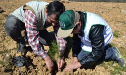İHH yetimler için 160 bin fidan dikti