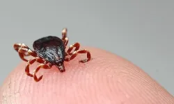 Sivas'ta KKKA alarmı: 6 kişinin tedavisi sürüyor