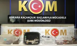 Ankara merkezli operasyonda 96 egzotik hayvan ele geçirildi