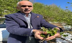 Nurittin Karan: Fındık üretim rekoltesi 450 bin tonu geçmez