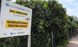 Antalya'da 'Narenciye Balı' koruma altında